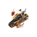 Lego Ninjago: Coles Dirt Bike (70672)