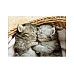 Educa 500 Pcs Sweet Cats Puzzle (80-19004)
