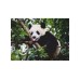Ravensburger Puzzle Panda Bear 500p (12000351)