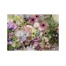 Ravensburger Puzzle Magnificent Flower Love 1000p (12000620) Ravensburger Puzzle Magnificent Flower Love 1000p (12000620)