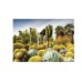 Ravensburger Puzzle Huntington Desert Garden 1000p (12000850) Ravensburger Puzzle Huntington Desert Garden 1000p (12000850)