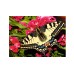 Ravensburger Butterfly 500pcs (12001335) Ravensburger Butterfly 500pcs (12001335)