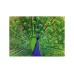 Ravensburger Peacock 500pcs (12001332)