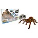 Real Wild Giant Tarantula Spider (20316) Real Wild Giant Tarantula Spider (20316)