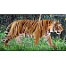 Schleich Tiger (14729) Schleich Tiger (14729)